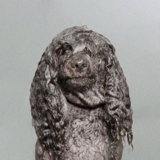 Illustration for article titled And now, warm your heart with some wet dogs before the holidays